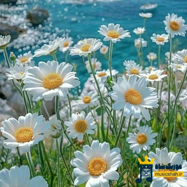  زور تنهایی به زورم چربید نزدم بلوف میزدم