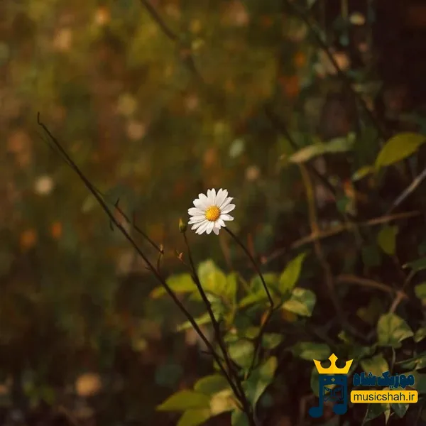 برو دیگه مردی برا من باشه اصلا بردی منو (میکس اینستا)