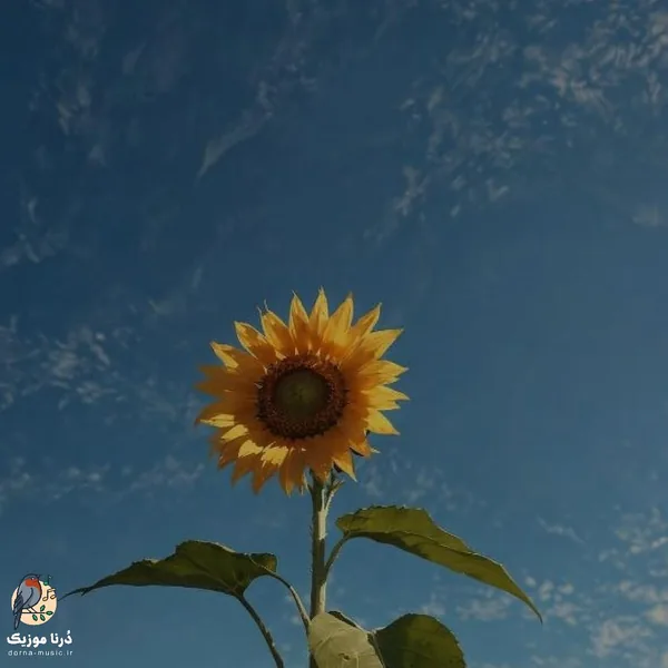  غرورمو زدی گاییدی میگیری حالا سیس