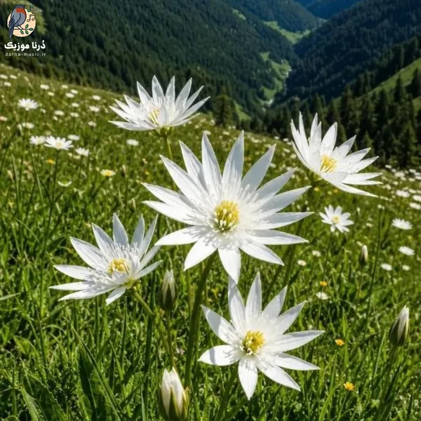 کل هفته لاتی با دخترایی افتر پارتی (میکس شاد)
