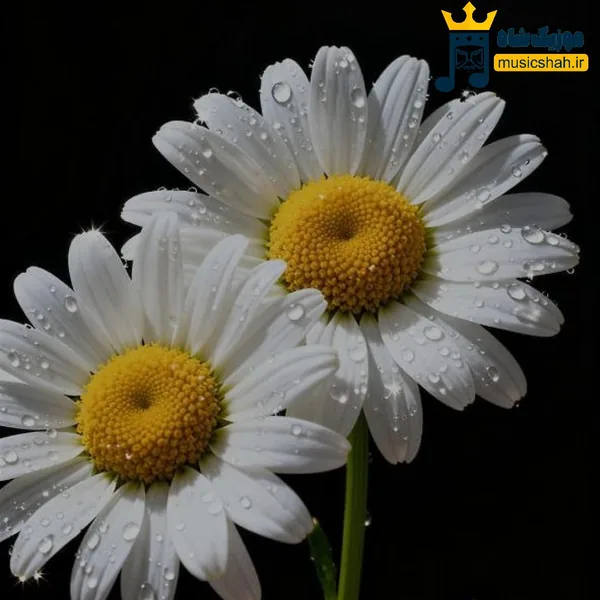 نه دیگه نمیاد کاش از اول اون همه خاطره نمیساخت