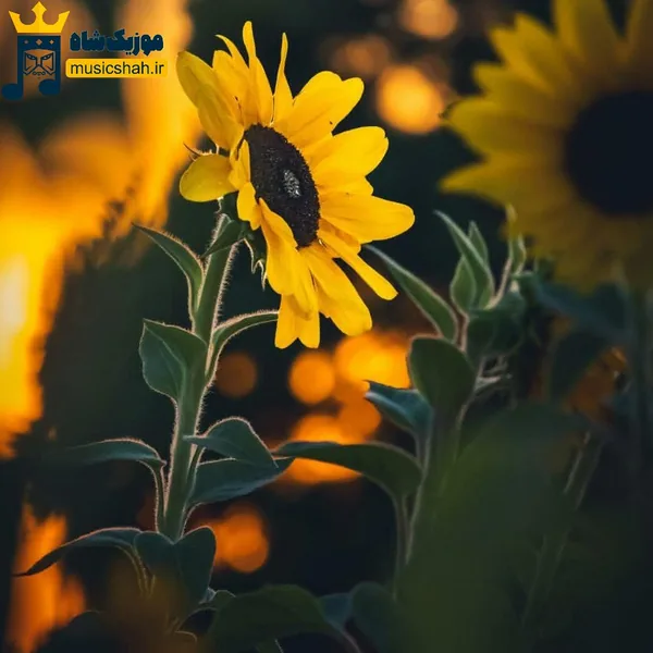  صدام خیلی گرفته مثل صدای سازم (میکس اینستا)