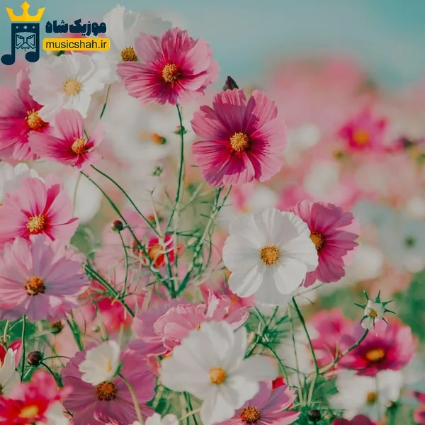  عشقت بود مثل سرطان من میترسم از شیمی درمانی