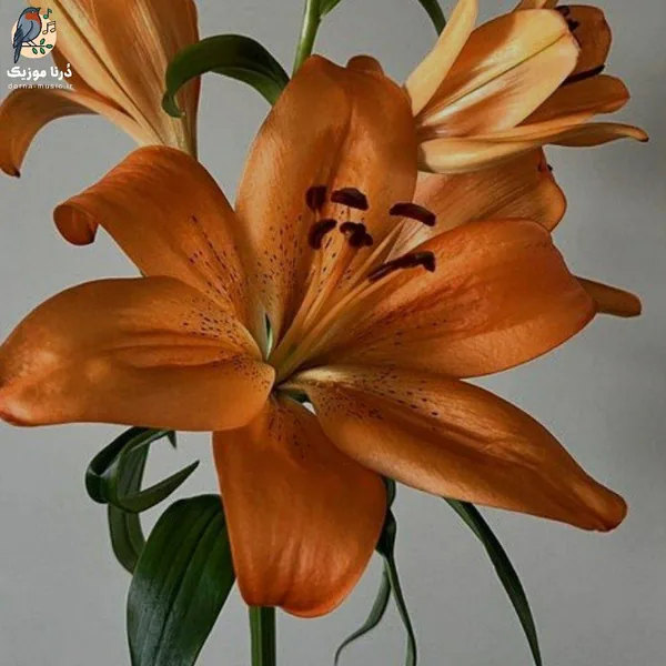 دخت آبانی مونس جانی دخت آبانی (هوش مصنوعی)