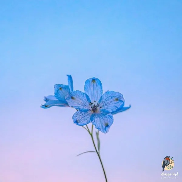 ولی دیدی نیومد کسی واسه من جات رفتی (میکس اینستا)