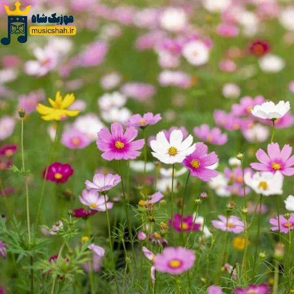 پکا سمی رفته دیگه دوز ما بالا تنمه ست لویی وی
