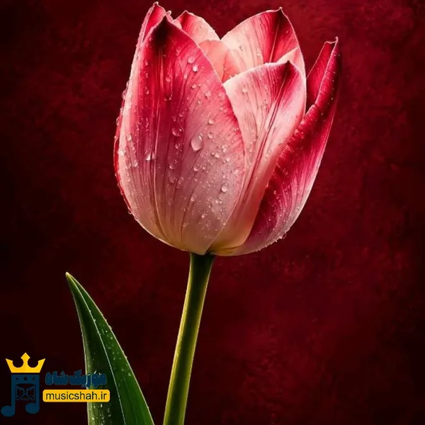 از همه حرفا گوشمون سیره یه تومار حرف دارمو