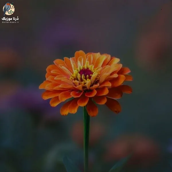 از اون آبادی مونده یه کویر محض ولی امید
