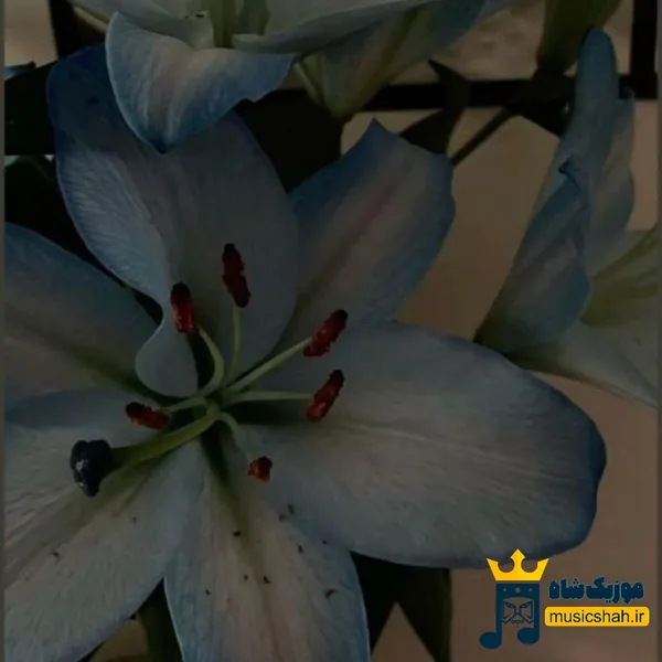 سنا برزنجه ای گل
