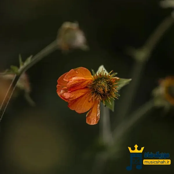  چطور این شبا سر کنم بی تو رو کلی تلخیم