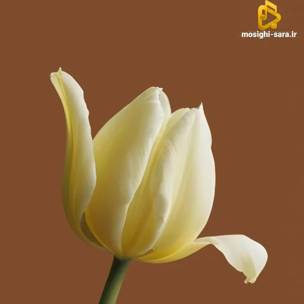  باور نکردی رسیدم هر طور واسه من شیرینه