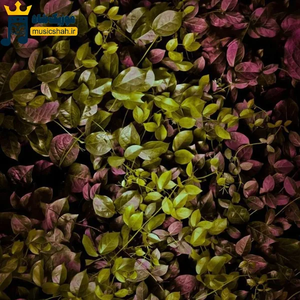 دنیا بهم داد سریع دنده شو که منم حساب بکنم از جیب
