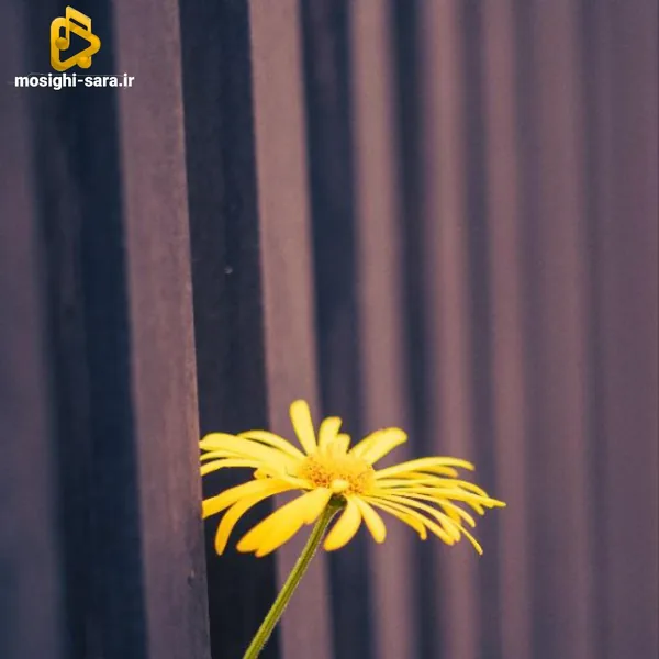  دست زمونه بی مه و تو از هم جدا ایکه با صدای زن