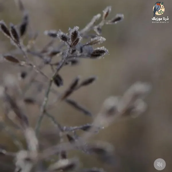 گرچه زد سوی دلت مرغ دلم بال و پری (هوش مصنوعی)