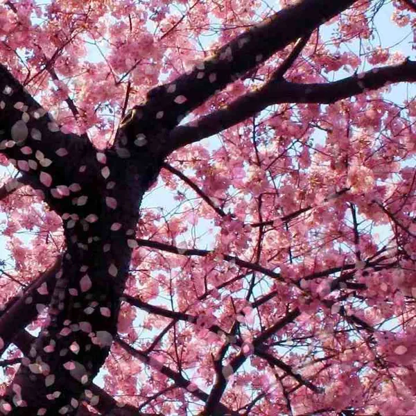 عشقت بود مثل سرطان من میترسم از شیمی درمانی