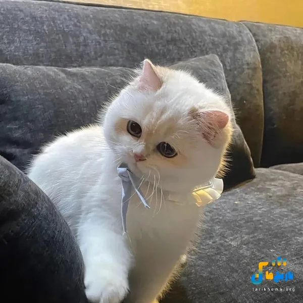 گودمورنینگ مری گول گولو با صدای بچه