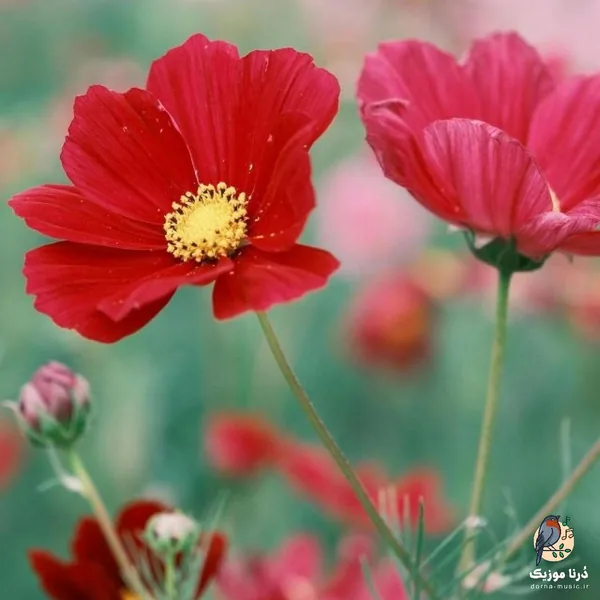 پیرمرد مهربون مزرعه داره دشمنام دیگه اینو باور دارن خوب