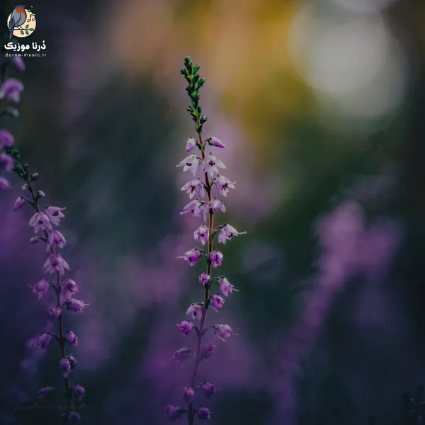 یادت نره چقد دوست داشتم خره حالم بده