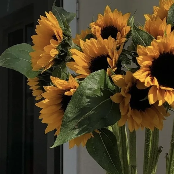 یه بار دیگه میخوام تو این بازی بهت ببازم