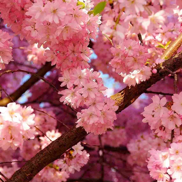 شده چندی که ز سودای تو غمگینم دلبر شیرینم