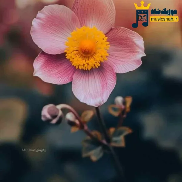  بلا ملا فداتم معتاد خندهاتم با صدای زن (هوش مصنوعی)