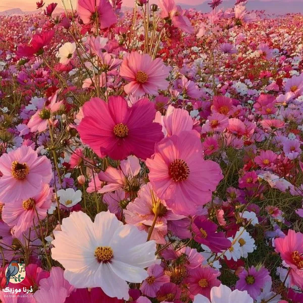  پکا سمی رفته دیگه دوز ما بالا تنمه ست لویی وی