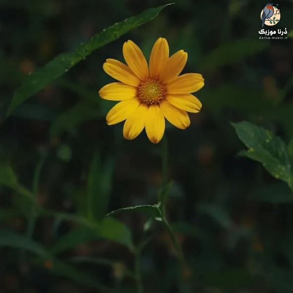 اگه نباشی پره دلم و خالیه پشتم بازیچه ی هوس منم