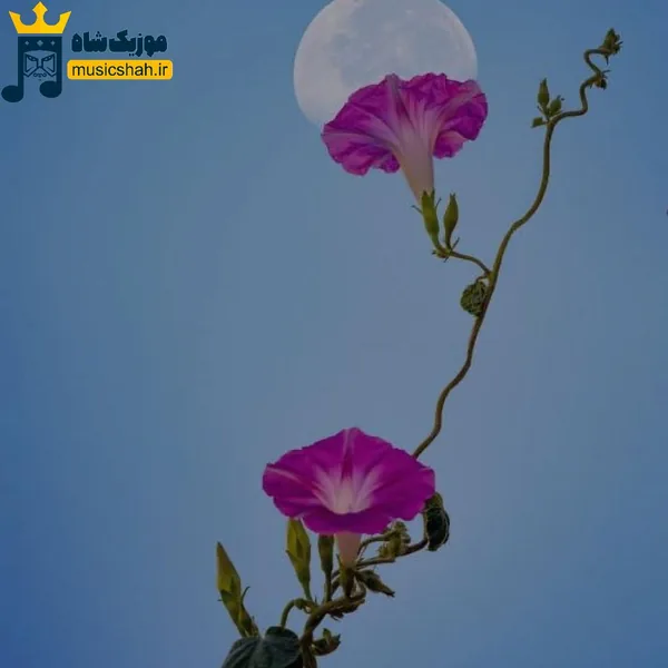  بی من بهت چسبیده چه میدونی گذشت چی بهم