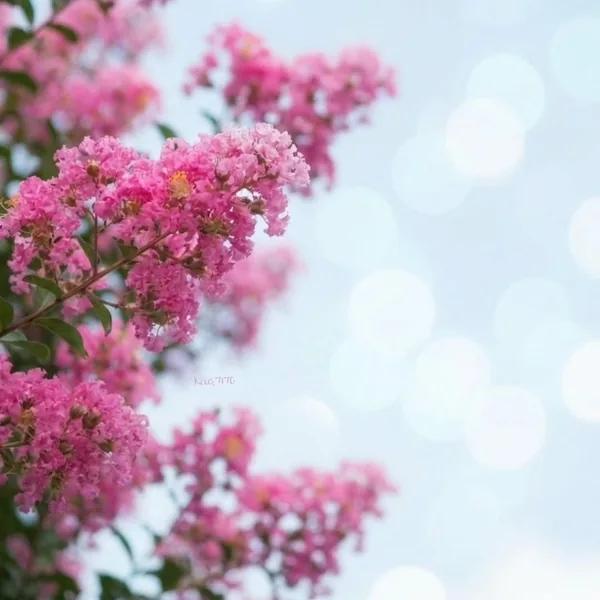 مه بشم نذر او چشای نازت (ترند اینستا)