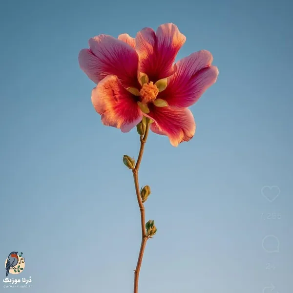 زور تنهایی به زورم چربید نزدم بلوف میزدم