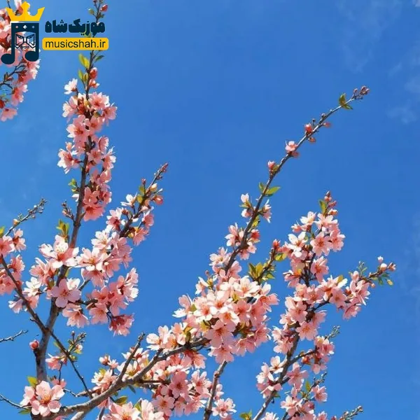 راستی مامان یه دختره هست بهش فکر میکنم