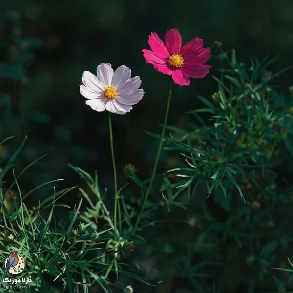  گل چتن چند مدتن احوال تو بودن عجیب (هوش مصنوعی)