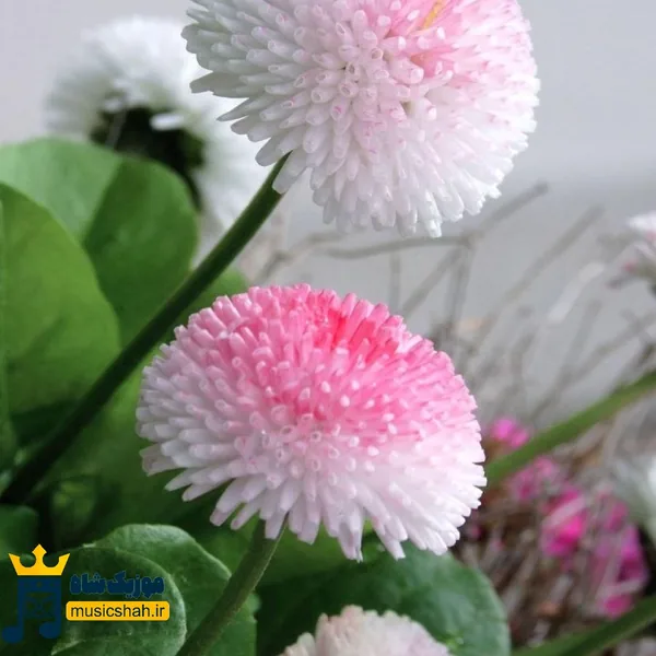  دامن من چین چینه آبی آسمونیه کاش پول دیه ات بود (میکس اینستا)