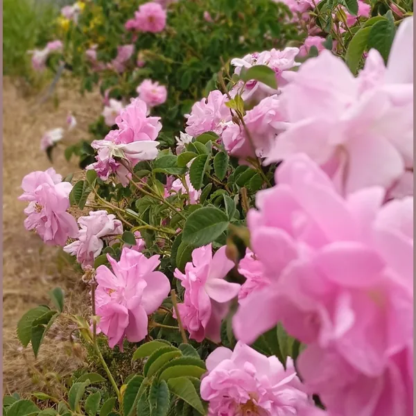 بهم حال نمیده هیچ جا به جز خونه