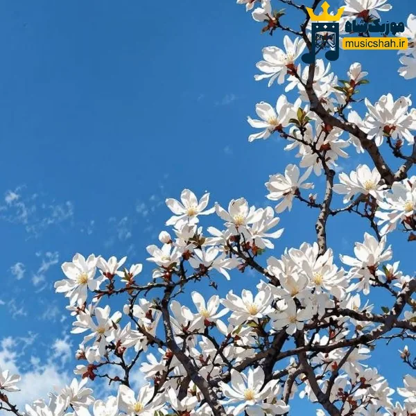 گل چتن چند مدتن احوال تو بودن عجیب (هوش مصنوعی)