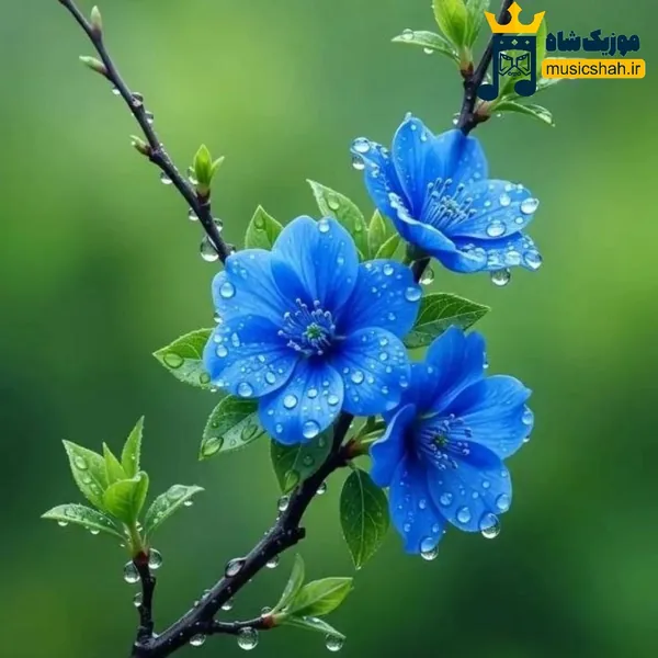 سرم درد میکنه سربند بیارید با صدای زن (هوش مصنوعی)