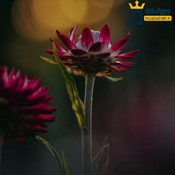  به بونه‌ی یادگارم دلی ته‌نگ و هه‌ژارم (ترند اینستا)