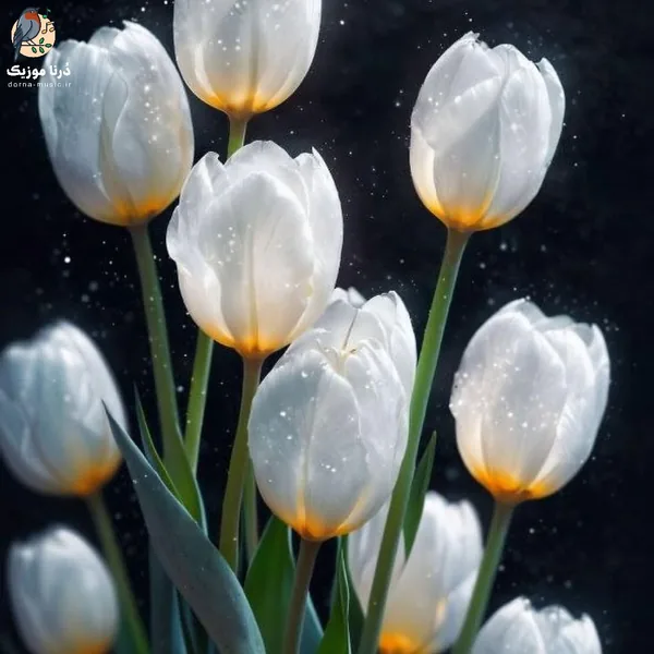 از دلم چطور بندازمت بیرون شبها بدون تو (ترند اینستا)