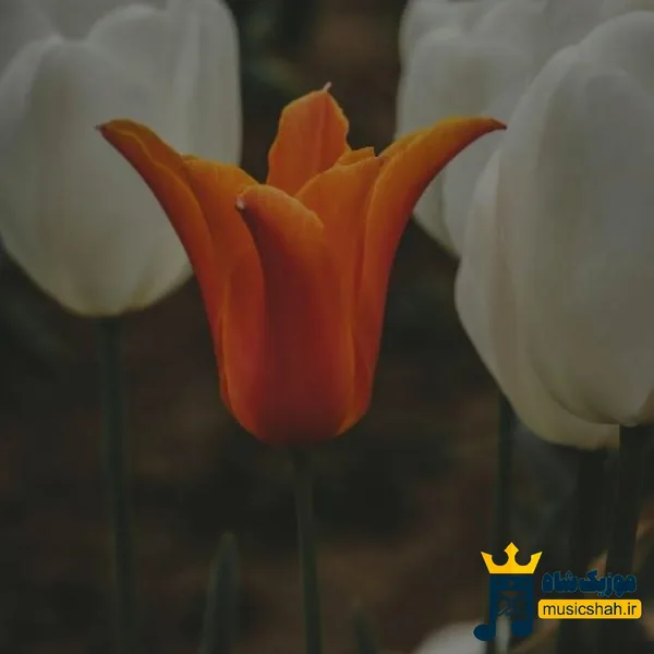  یادت نره چقد دوست داشتم خره حالم بده