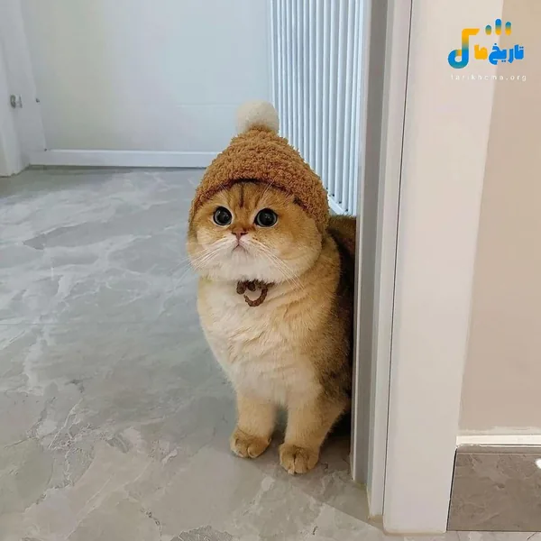 سنی نردن گوردم _ صدای پسربچه ترند