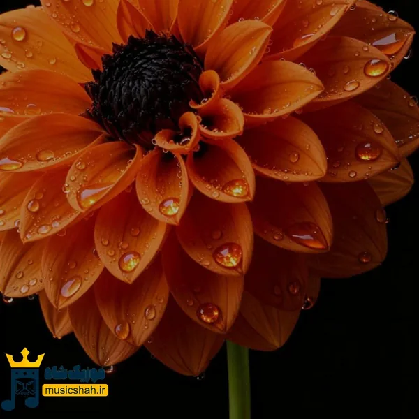 غرورمو زدی گاییدی میگیری حالا سیس