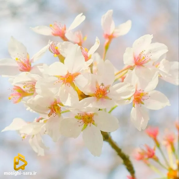  شمع گل پروانه کی اتای به خونه با صدای زن