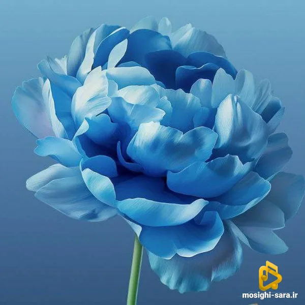 ماهک ماه گلی