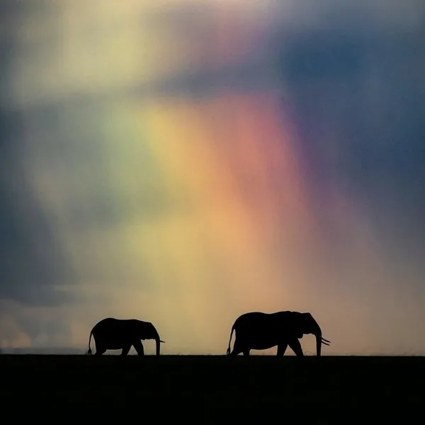 حامد فرد پهلوی