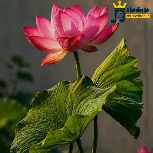 شنید شنیدم بی نقصی پروانه وار میرقصی (ترند اینستا)