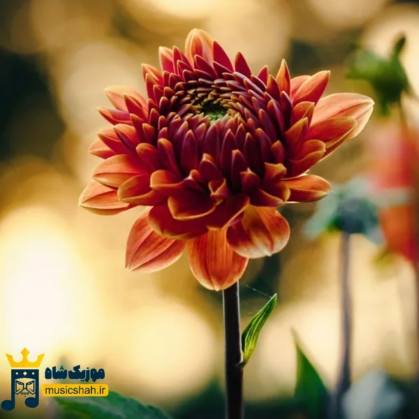 تنها بمون که تنها درد دارم به زیاد فروختنه (میکس اینستا)