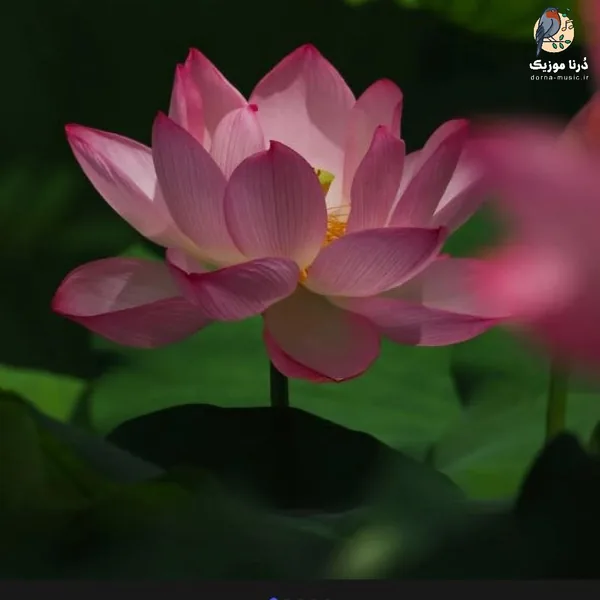 ببین حال خرابم مادر سرم درد میکنه با صدای زن (هوش مصنوعی)