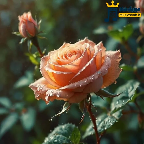  شبا آسمون عزادارمون سیاه پوشیده برا حالمون