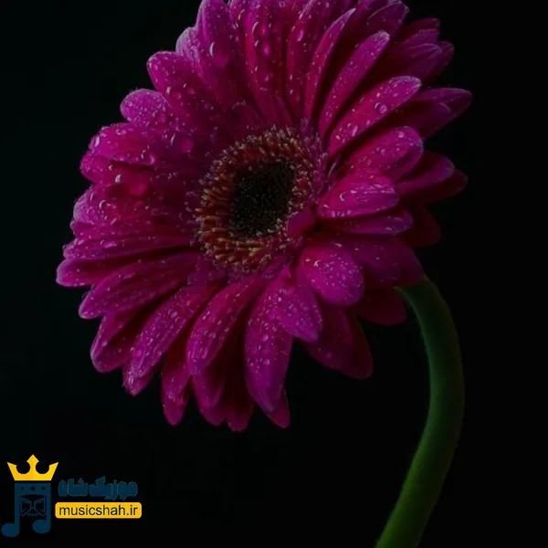 گور بابا دافیه که آمار میداد یا هرچیزی که