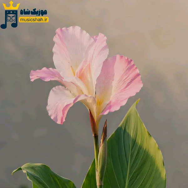 ببین حال خرابم مادر سرم درد میکنه با صدای زن (هوش مصنوعی)